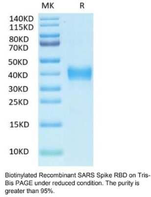 SDS-Page: Recombinant SARS-CoV Spike RBD Biotin His Avi-tag Protein [NBP3-07948] - Recombinant SARS-CoV Spike RBD Biotin His Avi-tag Protein